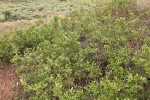 Bebb Willow thicket