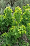 Western Poison-ivy