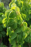 Western Poison-ivy foliage