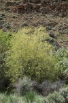 Peachleaf Willow