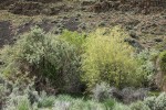 Peachleaf Willow beside Russian Olive