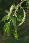 Peachleaf Willow male aments & foliage