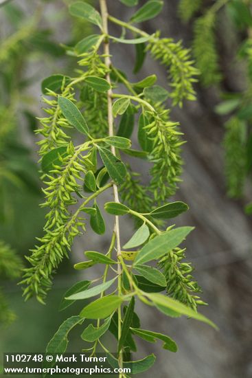 Salix amygdaloides