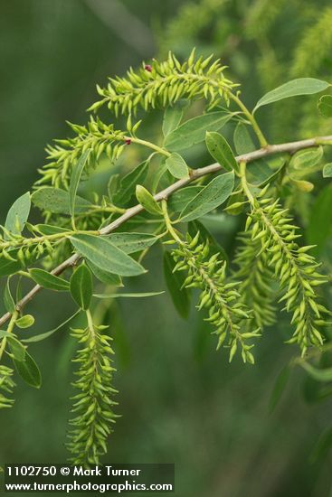 Salix amygdaloides