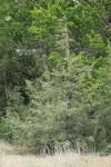 Rocky Mountain Juniper