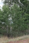 White Poplar