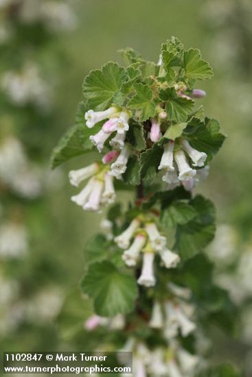 Ribes cereum