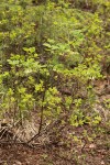 Utah Honeysuckle