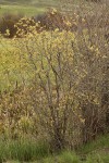 Bebb Willow (male) at edge of wet meadow
