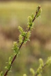 Bebb Willow female aments