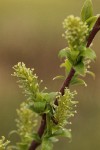 Bebb Willow female aments detail