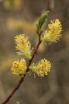 Bebb Willow male aments detail