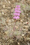 Chick Lupine