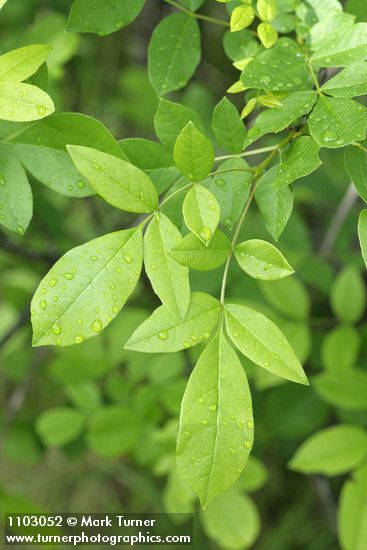 Fraxinus latifolia