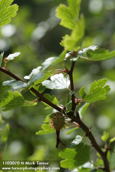 Ribes roezlii