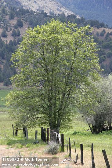 Alnus rhombifolia