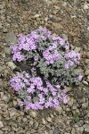 Clustered Phlox