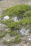 Pinemat Manzanita