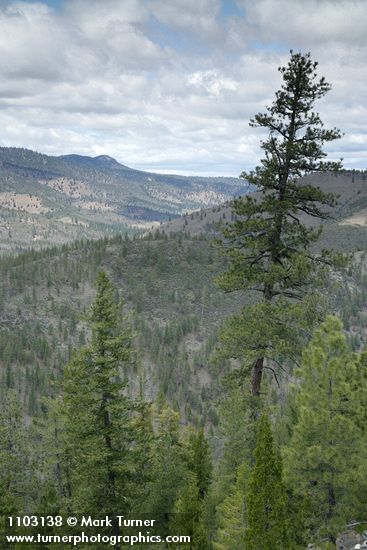 Pinus jeffreyi; Calocedrus decurrens