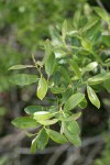 Strapleaf Willow foliage