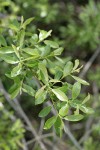 Strapleaf Willow foliage