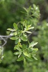 Strapleaf Willow foliage