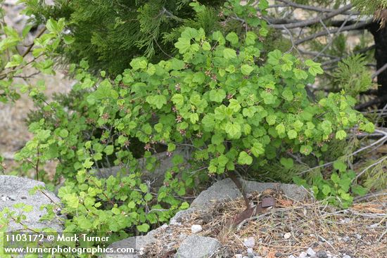 Ribes nevadense