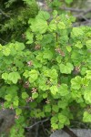 Sierra Currant