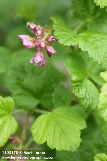 Ribes nevadense