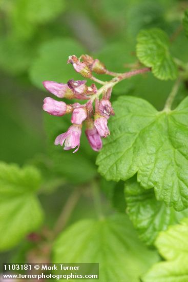 Ribes nevadense