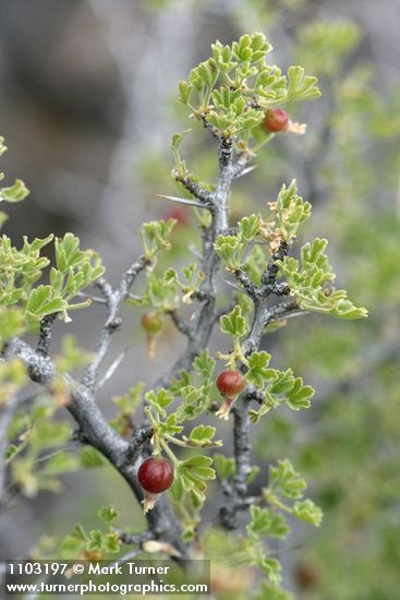 Ribes velutinum