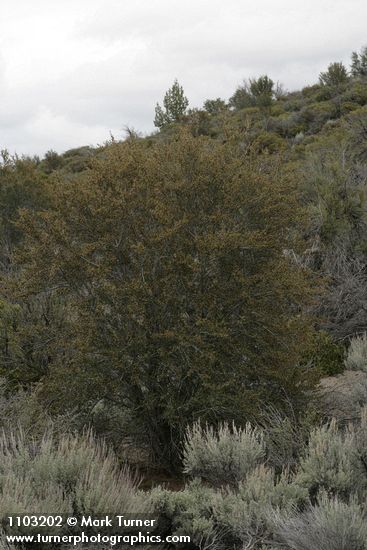 Cercocarpus ledifolius (var. intermontanus)