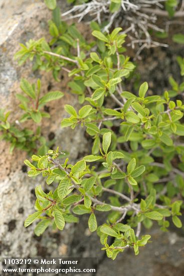 Frangula rubra