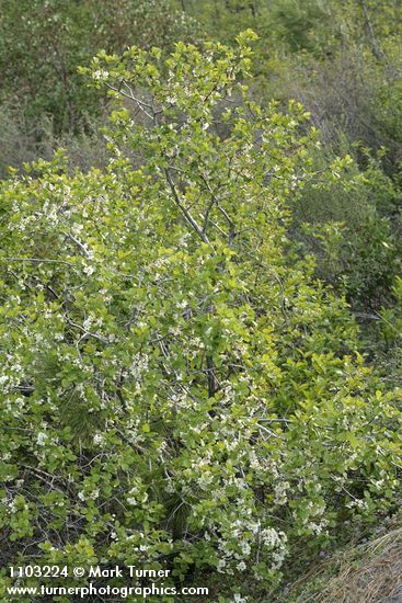 Prunus subcordata