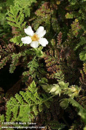 Chamaebatia foliolosa