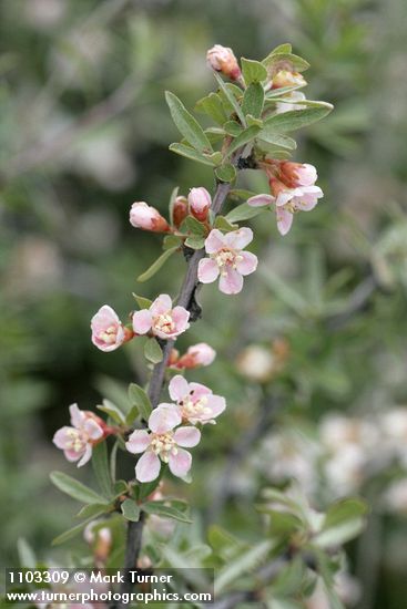 Peraphyllum ramosissimum