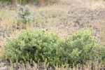 Bud Sage