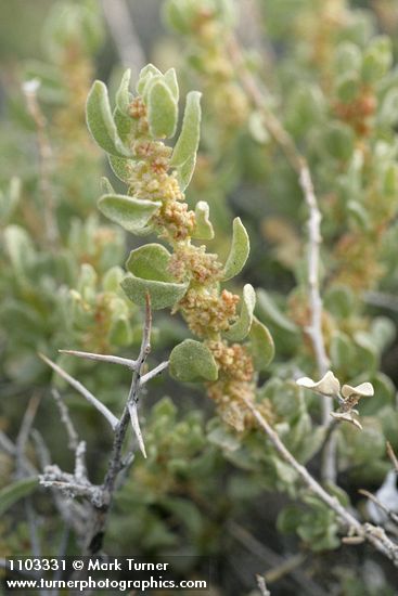 Glossopetalon spinescens