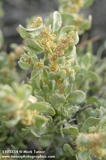 Glossopetalon spinescens
