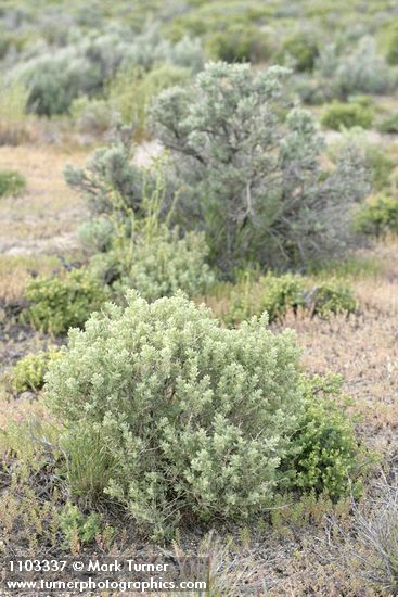Glossopetalon spinescens
