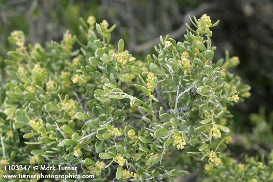 Atriplex confertifolia