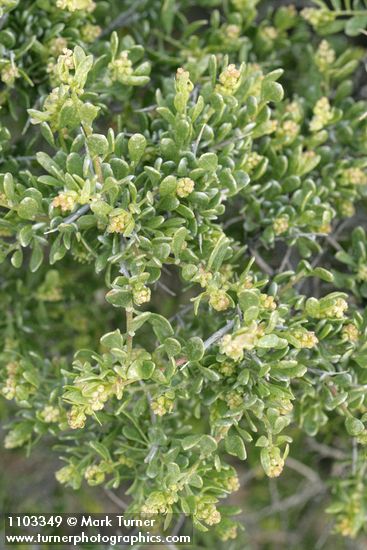 Atriplex confertifolia