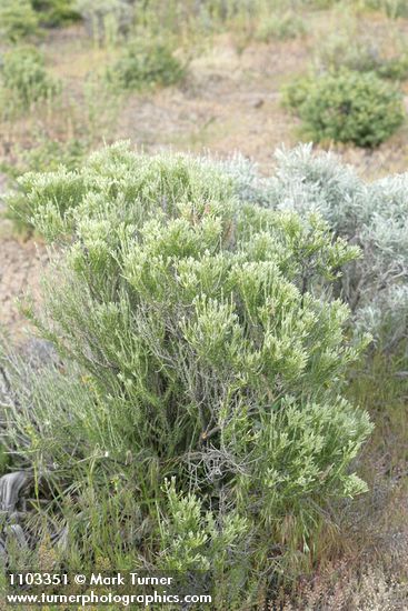 Tetradymia glabrata