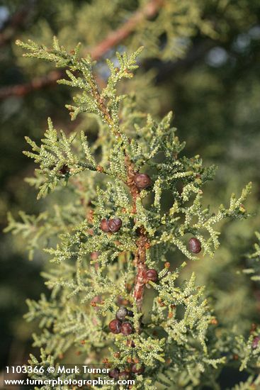 Juniperus californica
