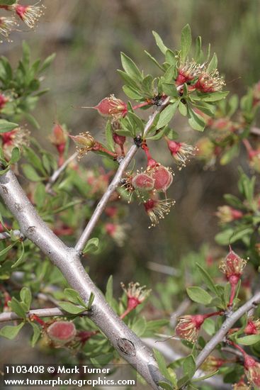 Prunus andersonii