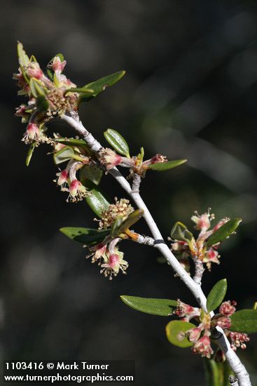 Cercocarpus ledifolius (var. intermontanus)