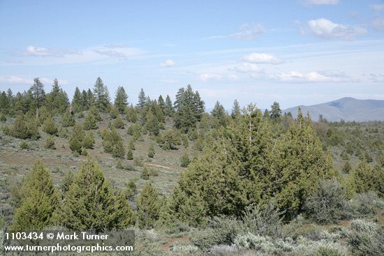 Juniperus occidentalis; Artemisia tridentata