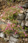 Siskiyou Kalmiopsis