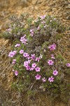 Spreading Phlox
