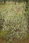 Hoary Manzanita